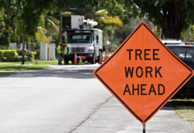 tree removal South Pasadena ca