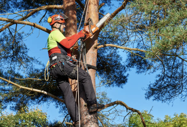 tree pruning los angeles
