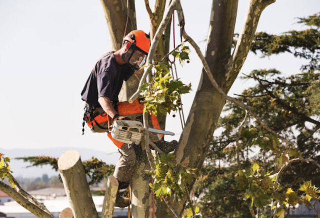 tree removal los angeles