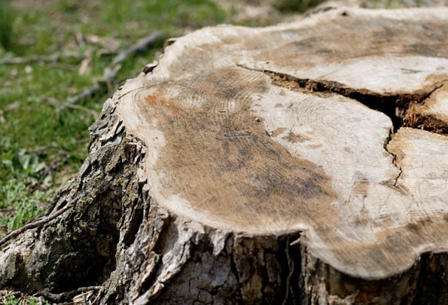 stump removal South Pasadena ca